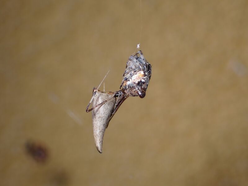 Datei:Rhomphaea nasica Pula 2024 (1).JPG