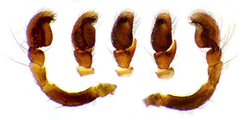 Datei:Salticus mutabilis Palpus Schaefer.jpg