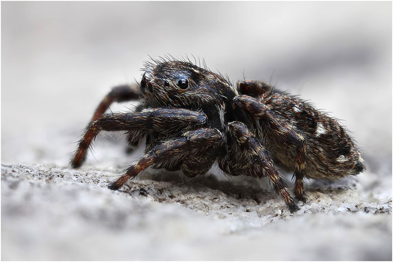 Datei:Sitticus inexpectus male lateral Schaefer.jpg