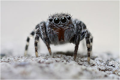 Talavera aperta male frontal Schaefer.jpg