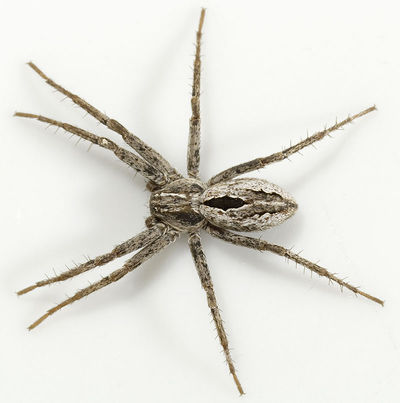 Thanatus-arenarius Ungarn-Szentendre 09-05 01.jpg