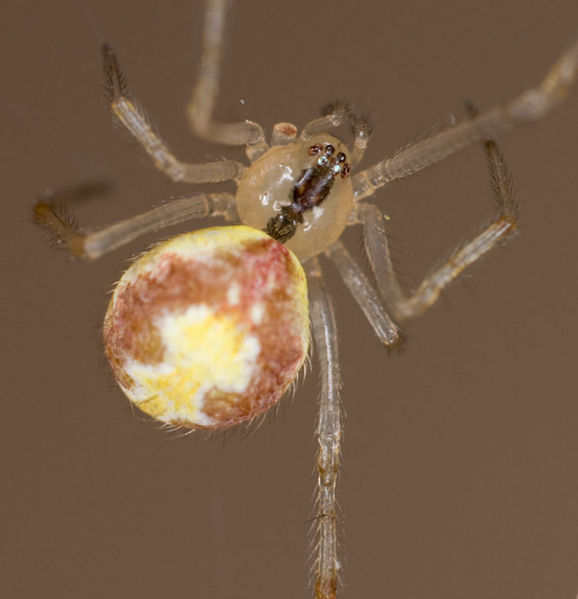 Datei:Theridion varians W 8-02317.jpg