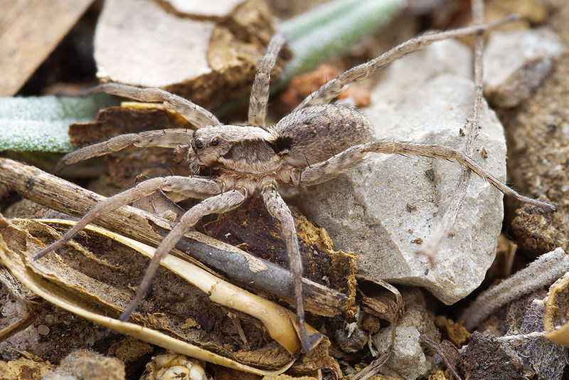 Datei:Alopecosa-laciniosa St-Arnac 15-09 01-female.jpg