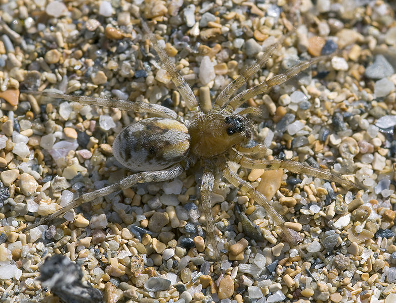 Datei:Arctosa-perita Sardinien-LagoBaratz 13-04 02.jpg