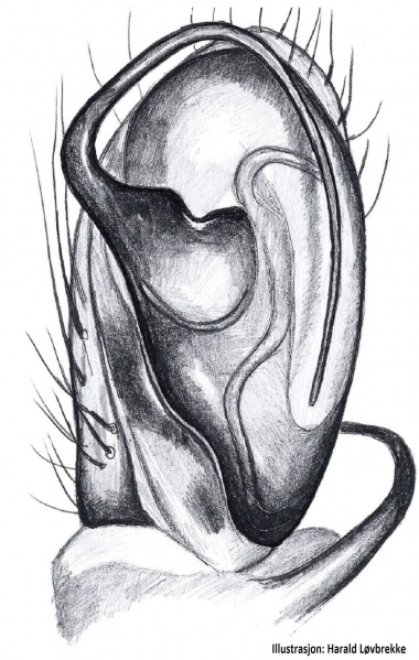 Datei:Clubiona comta palp HLovbrekke.jpg