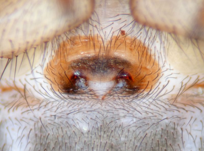 Datei:Cybaeus tetricus epigyne Bolsternang 2026.jpg