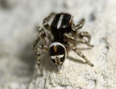 Habrocestum graecum GR-Igounemitsa 10-05 04.jpg