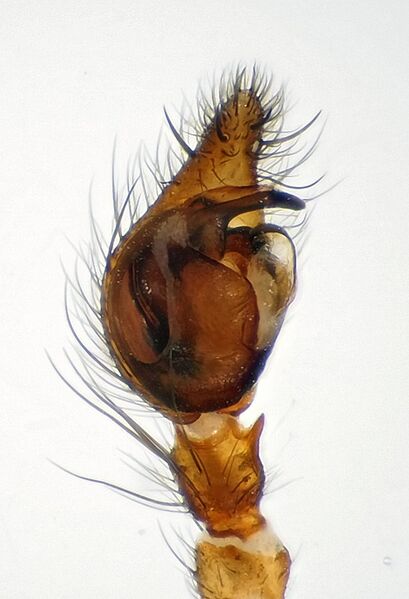 Datei:Inermocoelotes inermis.jpg