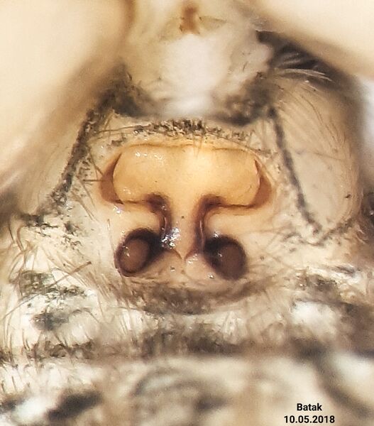 Datei:Mesiotelus annulipes epigyne.jpg