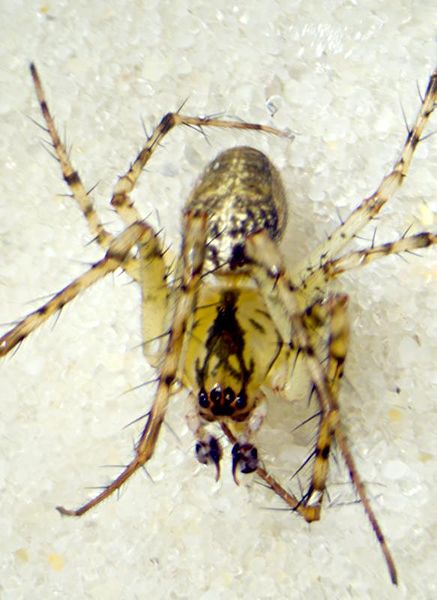 Datei:Metellina merinanae m dorsal-800.jpg