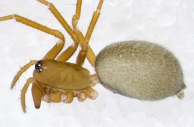 Oreonetides-glacialis Alpen-Matterhorn 14-09 01-female.jpg