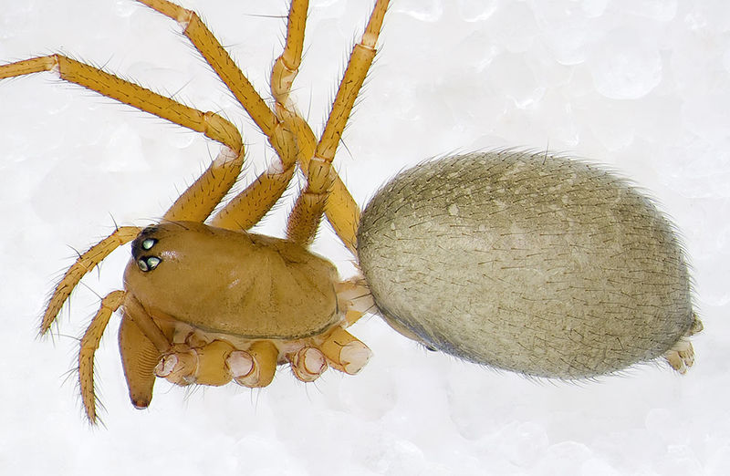 Datei:Oreonetides-glacialis Alpen-Matterhorn 14-09 01-female.jpg