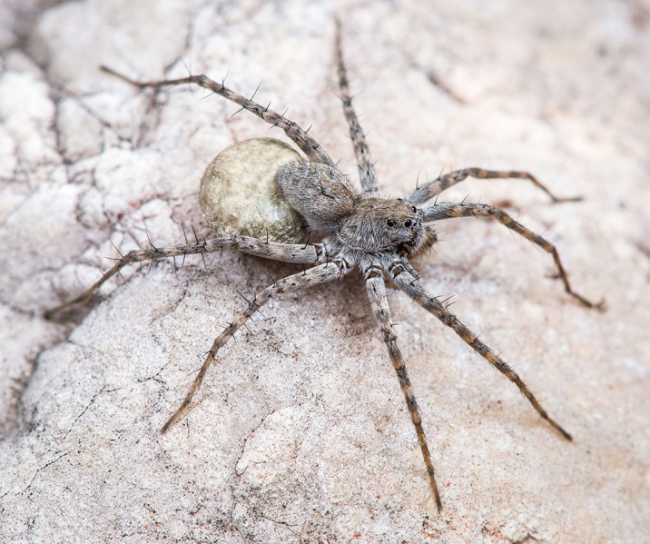 Datei:Pardosa-wagleri Karwendel 17-07 02-female.jpg