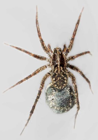 Pardosa fulvipes 31072011.jpg