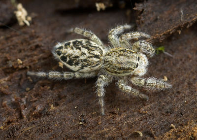 Pseudicius-encarpatus IlmhangApolda 10-03 07.jpg