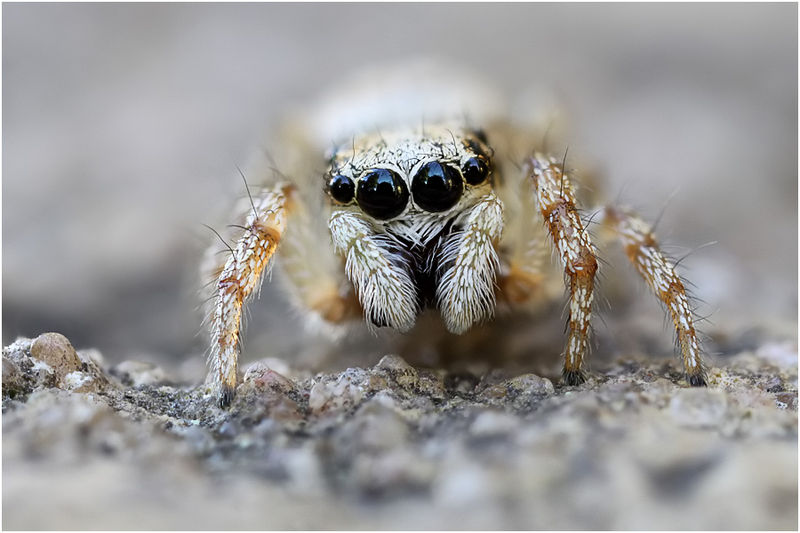 Datei:Salticus mutabilis female frontal Schaefer.jpg