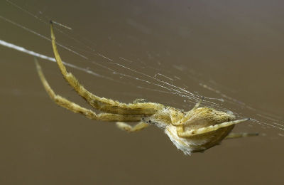 Uloborus-walckenaerius Ungarn-Puszta 10-03 03.jpg