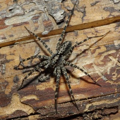 Acantholycosa lignaria male PD7332.JPG