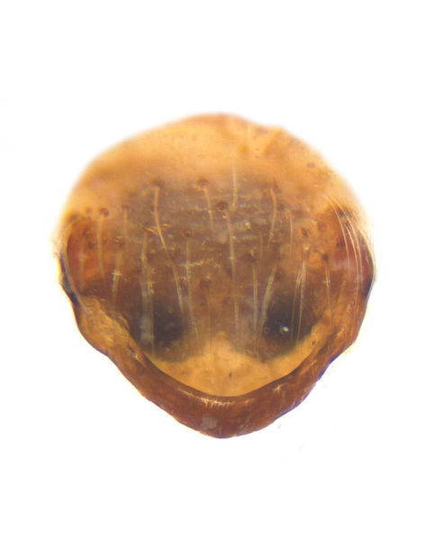 Datei:Agalenatea redii female A5708 PM3790.jpg