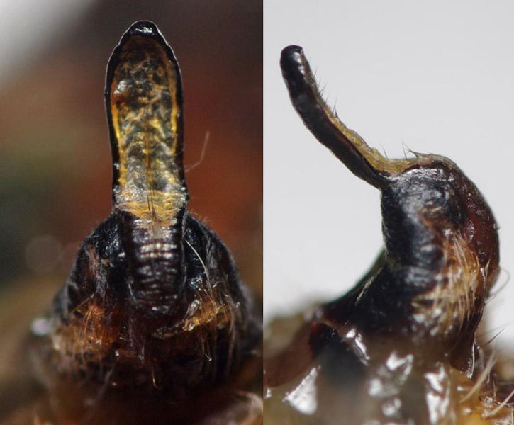 Datei:Araneus circe female A5927 PK7421.JPG