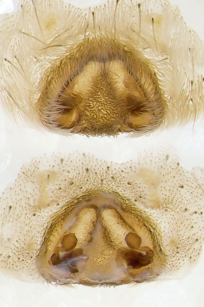 Arctosa-similis Portugal-Steppe 12-04 01-Epig-Vulva.jpg