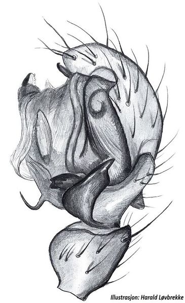 Datei:Centromerus semiater palp HLovbrekke.jpg