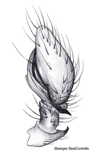 Datei:Lathys humilis palp side HLovbrekke.jpg