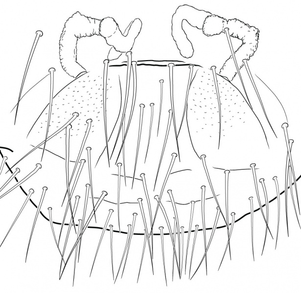 Datei:LeptonetaParoculusEndogyneDrawing.jpg