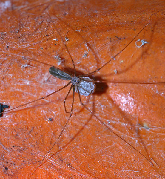 Datei:Pholcus opilionoides fmK.jpg