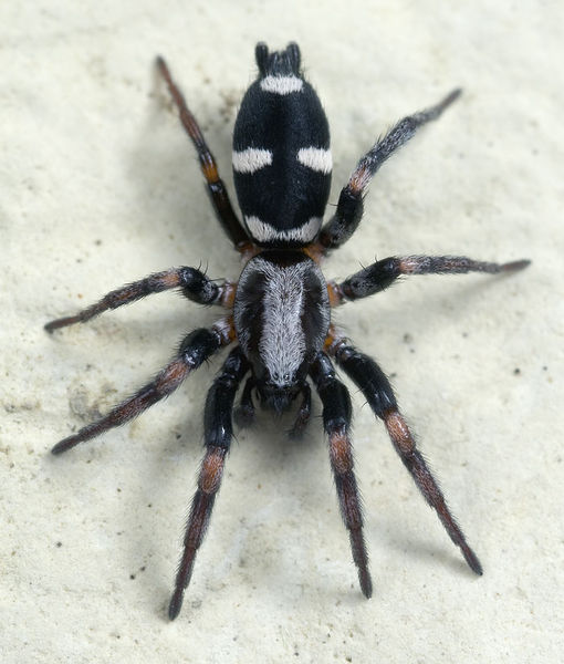 Datei:Poecilochroa-albomaculata Portugal-Periero 12-04 01.jpg