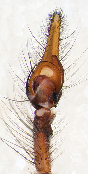 Datei:Tegenaria-parietina Sardinien-Usini 13-09 04-Ped.jpg