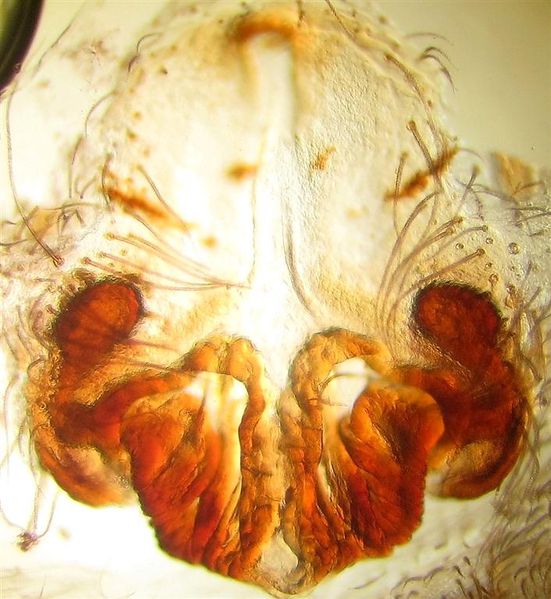 Datei:Vulvasordidata.jpg