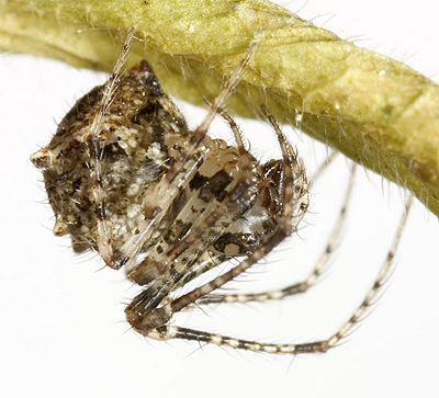 Aphana cf Weimar 07-06 01.jpg