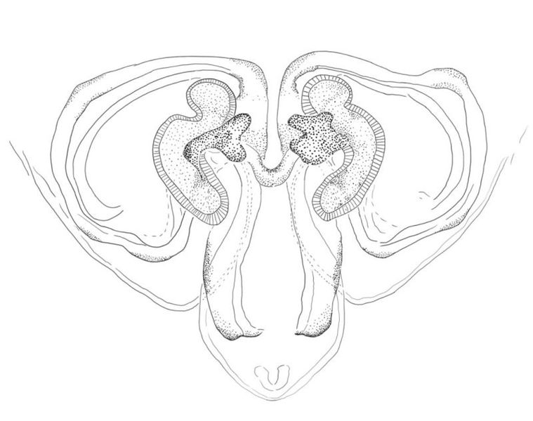 Datei:Centromerus semiater vulva KAakra 800.jpg