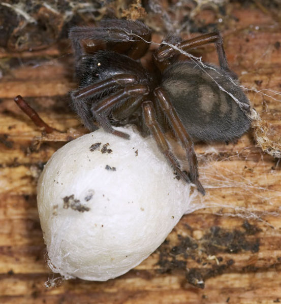 Datei:Claustrarius Paulinzella 08-07 03.jpg