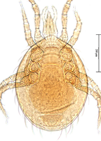 Datei:Laelapidae female A3878 O2432.jpg