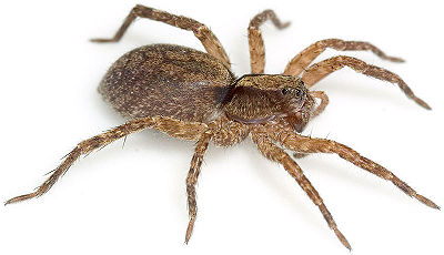 Sulzeri-cf BFrankenh 07-06 01.jpg