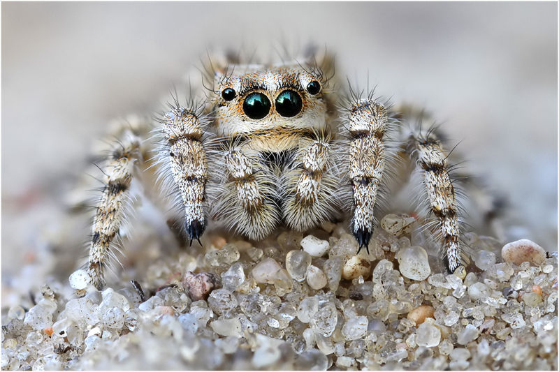 Datei:Yllenus arenarius female frontal Schaefer.jpg