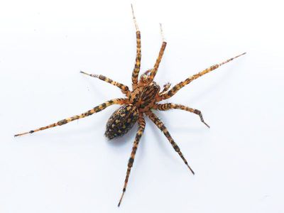 Campestris Derschmidt 2.jpg