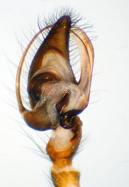 Datei:Eratigena-picta-3.jpg