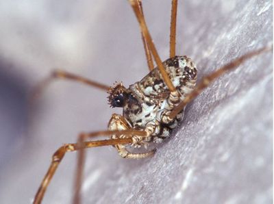 Megabunus lesserti abb1.jpg