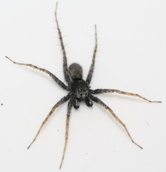 Datei:Pardosa wagleri.jpg