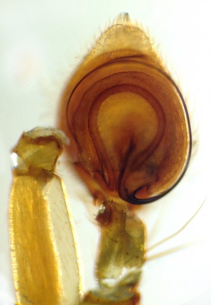 Datei:PhilodromusDisparPedipalpVentral.jpg