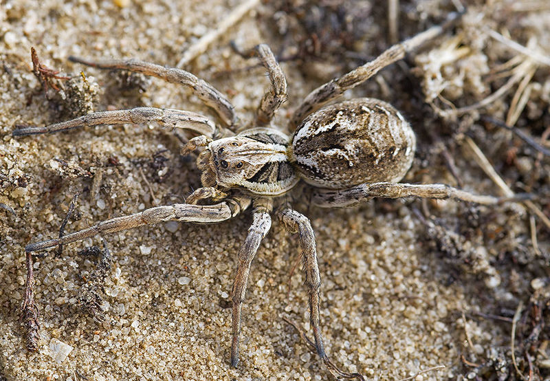 Datei:Alopecosa-schmidti Puettberge 15-10 02-female.jpg