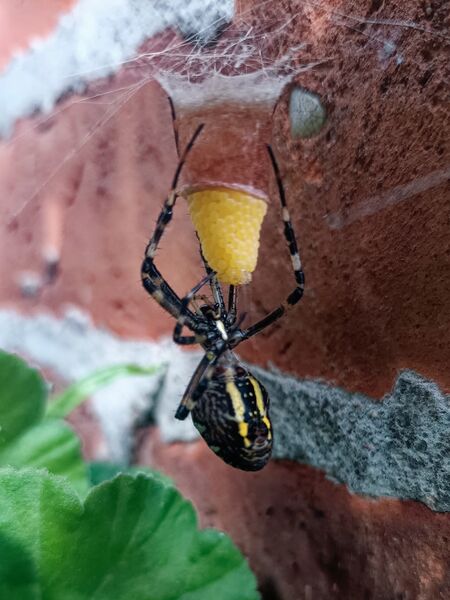 Datei:Argiope bruennichi-ck-Eiablage.jpg
