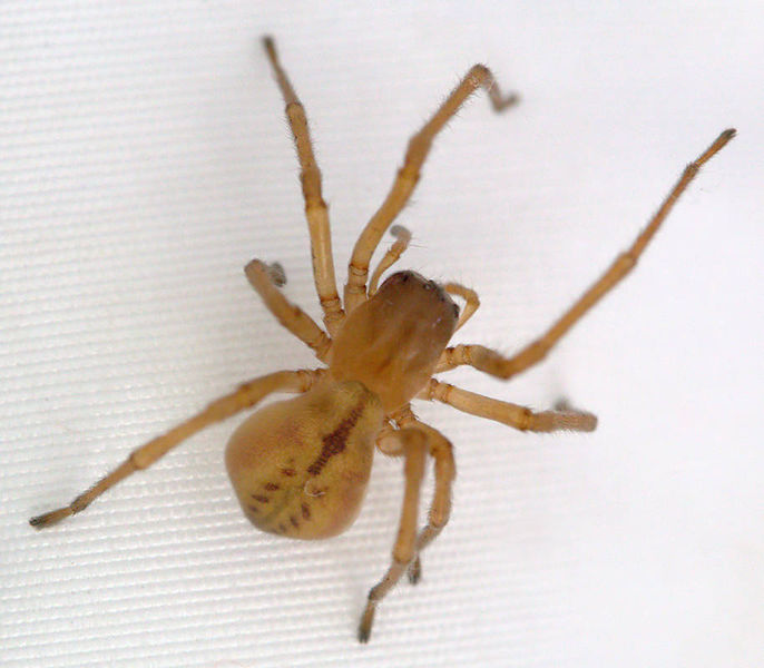 Datei:Cheiracanthium striolatum w do JScharfy.jpg