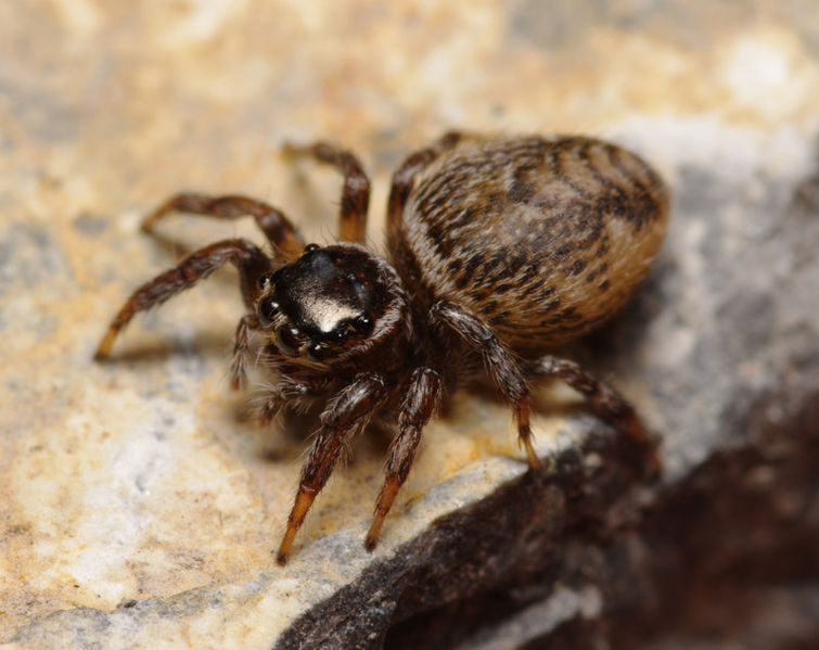 Datei:Evarcha jucunda female A6063 PK6954.JPG