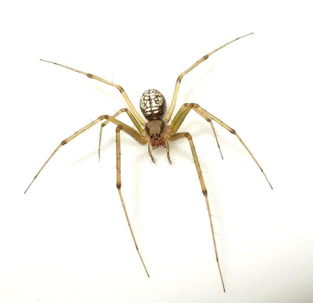 Datei:Floronia werner.JPG