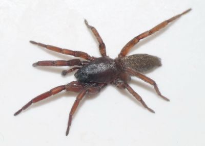 Haplodrassus macellinus 20130621 m (0)tt.jpg