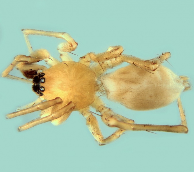 Datei:Leptodrassex simoni male 20170921120615-5c314520-me.jpg